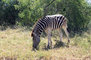 wunderschöne und unzählige Zebras