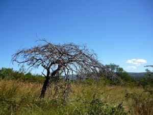 Natur, Natur, Natur