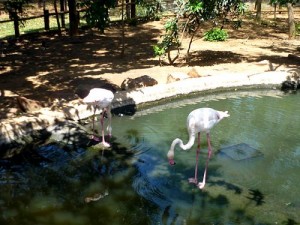Flamingos beim Plantschen ...