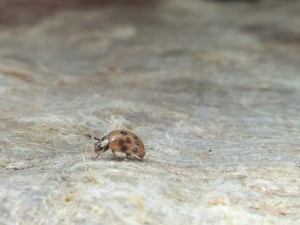 Die beste Möglichkeit, seine Träume zu verwirklichen, ist aufzuwachen!